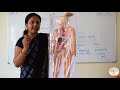 CLASS 5 EVS CH 1 HOW DOES OUR BODY WORK CIRCULATORY SYSTEM GURUKULAM ONLINE CLASSES