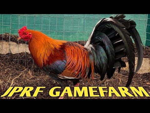 Jumper Kelso Gilliam Rounhead - JPRF FARM