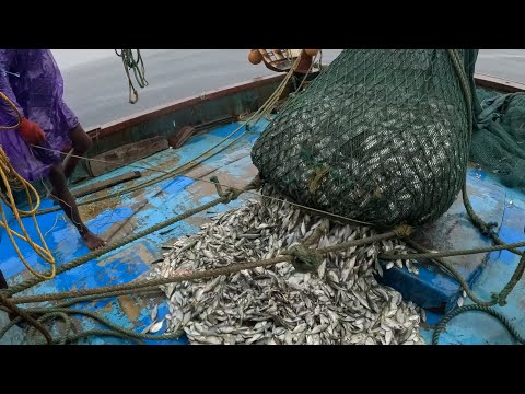 Amazing Big Catch Thousands Tons Fish With Modern Big Boat - Giant Net Fishing on the Sea @FISH_TV