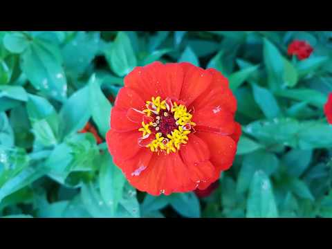 ГОРОДСКИЕ ЦВЕТЫ. ЯРКИЕ КРАСКИ ЛЕТА/City flowers.Bright colors of summer.