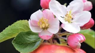 I Surrender All  - Lifebreakthrough (Lyrics)