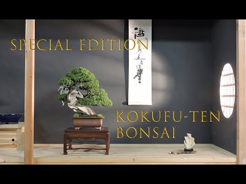 Kokufu-ten bonsai