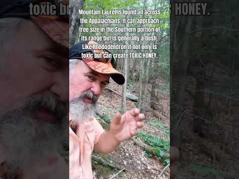 Mountain Laurel Hell #forestry #forestflora #forestplant