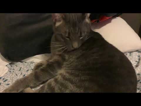 When your cat pees his pants