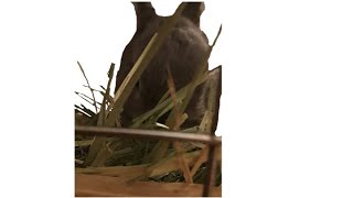 とこ（うさぎ）の食事ターイム！！