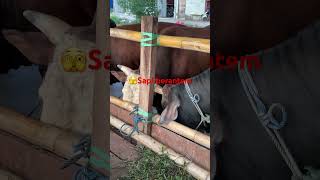 Download lagu Detik detik sapi berkelahi #fypシ #shorts #iduladha #sapiqurban2024 #sapi #holiday #fypシ゚viral mp3 Download lagu Detik detik sapi berkelahi #fypシ #shorts #iduladha #sapiqurban2024 #sapi #holiday #fypシ゚viral mp3