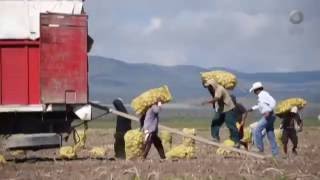 México Social - Jornaleros agrícolas: a un año de San Quintín (12/07/2016)