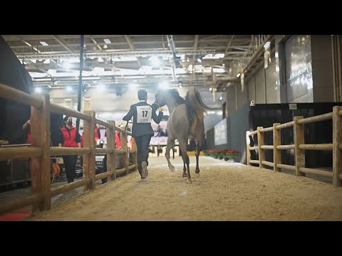🇦🇪 DUBAI STUD - Male Classes, 2021 PARIS ARABIAN HORSE WORLD CHAMPIONSHIP