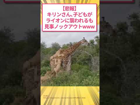 【悲報】キリンさん、子どもがライオンに襲われるも、見事ノックアウトwww #2ch面白いスレ