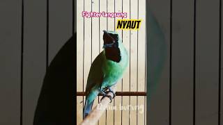 Download lagu Suara pancingan cucak ijo bahan‼️ fighter auto GACOR #kicaumania #burungkicaudialamliar #cucakijo mp3