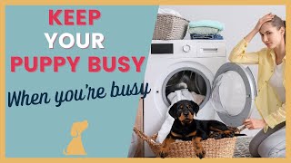 How to Keep Your Puppy Busy When You’re Busy
