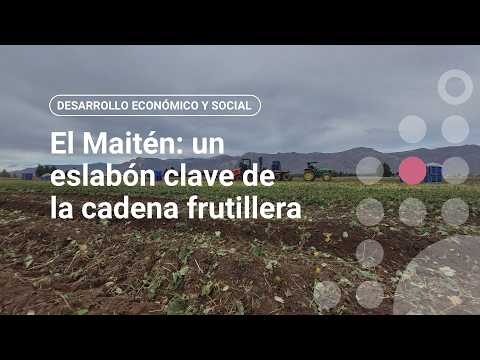 El Maitén, un eslabón clave de la cadena frutillera