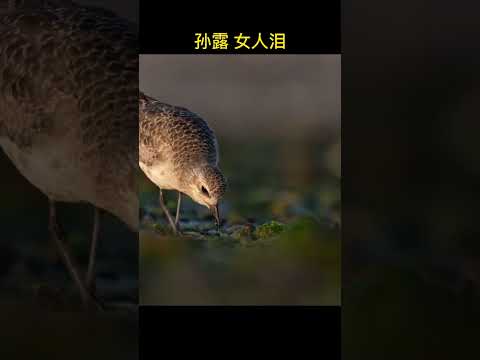 #孙露 #女人泪