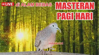 Download lagu Perkutut manapun pasti Nyaut kalau dengar lawan dari ALAM BEBAS seperti ini mp3
