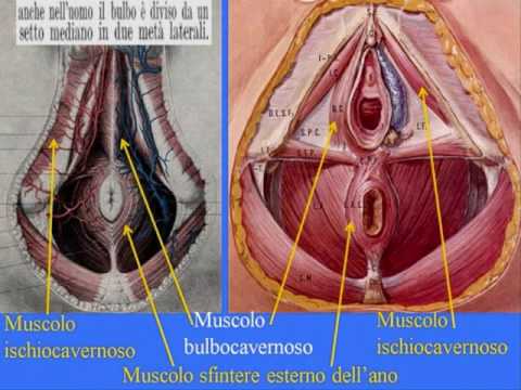 Trattamento di irbis dispositivo prostatite Alla prostata trattamento del cancro laser verde