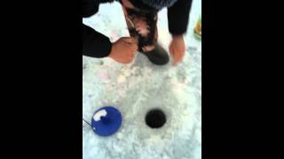 Ловля щуки в казахстане сергеевское водохранилище летом