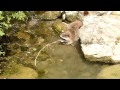 A Raccoon Dabbling For Underwater Food Near The Shoreline At Bern Zoo