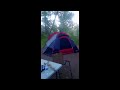 Carson River Bigfoot Climbs Tree On Video