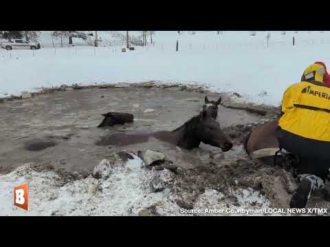 Community Comes Together to Save Four Horses Stuck in Frozen Pond