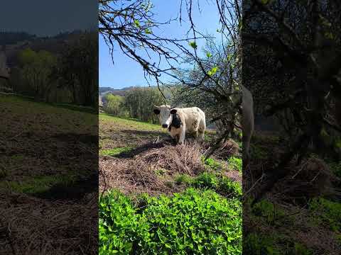 Vacile cristaline ale Apusenilor. Muzica vietii