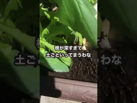 春のサラダを植える時期