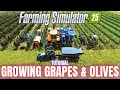 GROWING GRAPES OLIVES TUTORIAL Farming Simulator 25