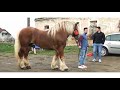 Very Big Horse Mating Video Full Video Animal Mating Horse Mating