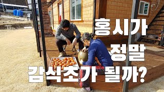 감식초 만들기. 홍시가 정말 감식초가 될까? 필요한건? 시골 vlog