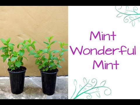 image-Is mint a succulent?