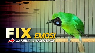 Download lagu 🔴FIX EMOSI‼️CUCAK IJO GACOR JAMBUL & NGENTROK (JAMTROK) mp3