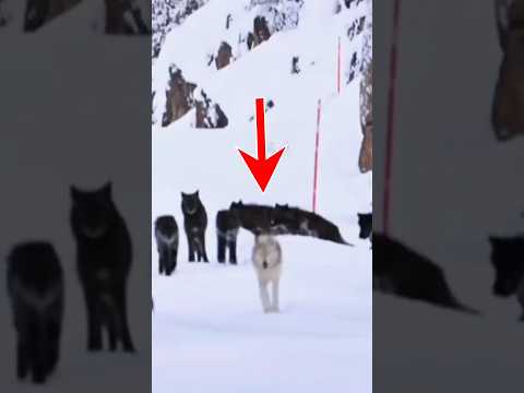 Mind-blowing Wolf Pack  😮
