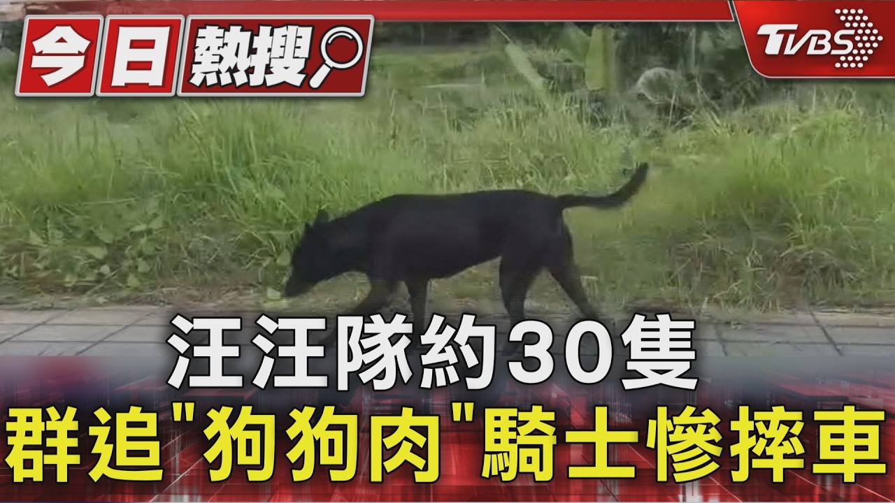 彰化驚見30隻浪浪狂追「狗狗肉」!騎士嚇壞摔車 高雄也傳撞狗意外