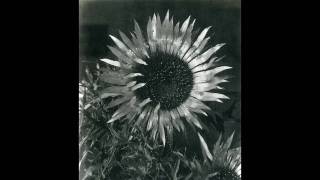 Humble Daisy by Andy Partridge