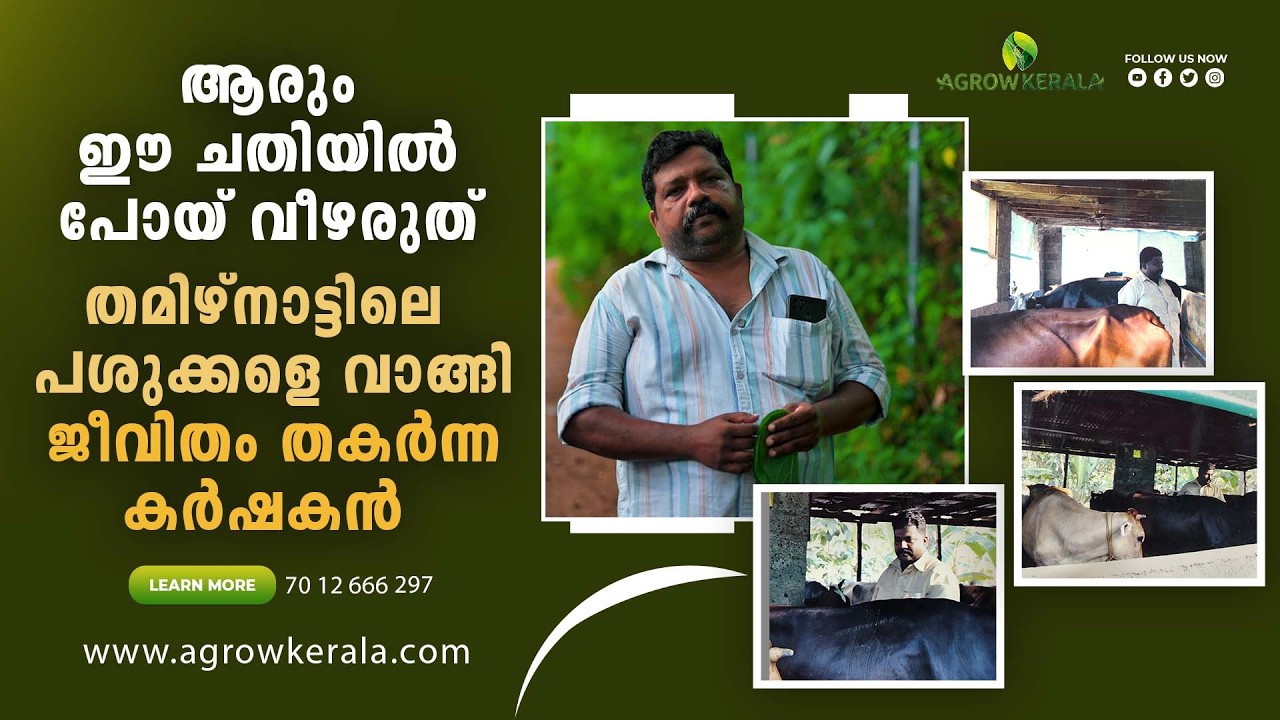 No farmer in Tamil Nadu whose life was ruined by buying cows should fall for this scam.