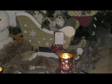 Mecki 11 12 24 sucht Paten