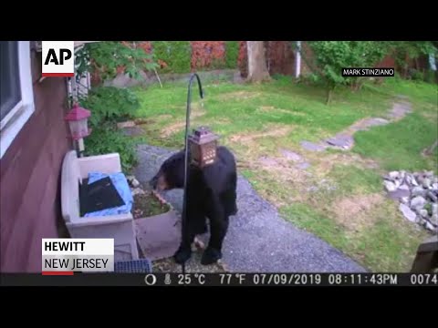 A backyard camera in Hewitt, New Jersey recorded a black bear knocking over a bird feeder and eating the bird food only to be chased away by a fast-moving dog. (July 11)