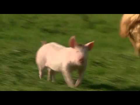 Babe - Furious Dogs Scene