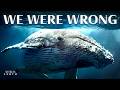Scientists Have Found Something Strange Inside Every Whale On Earth