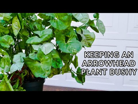 KEEPING AN ARROWHEAD PLANT BUSHY: WHAT TO DO WITH A LEGGY SYNGONIUM/JoyUsgarden
