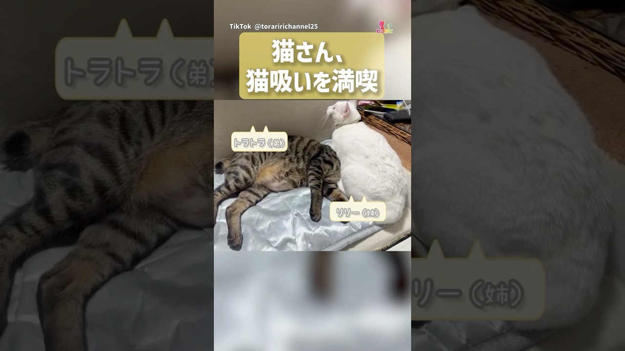 ねこ、姉のお腹に埋まる