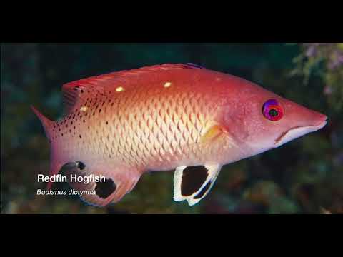 9 Wrasse D - scuba diving video
