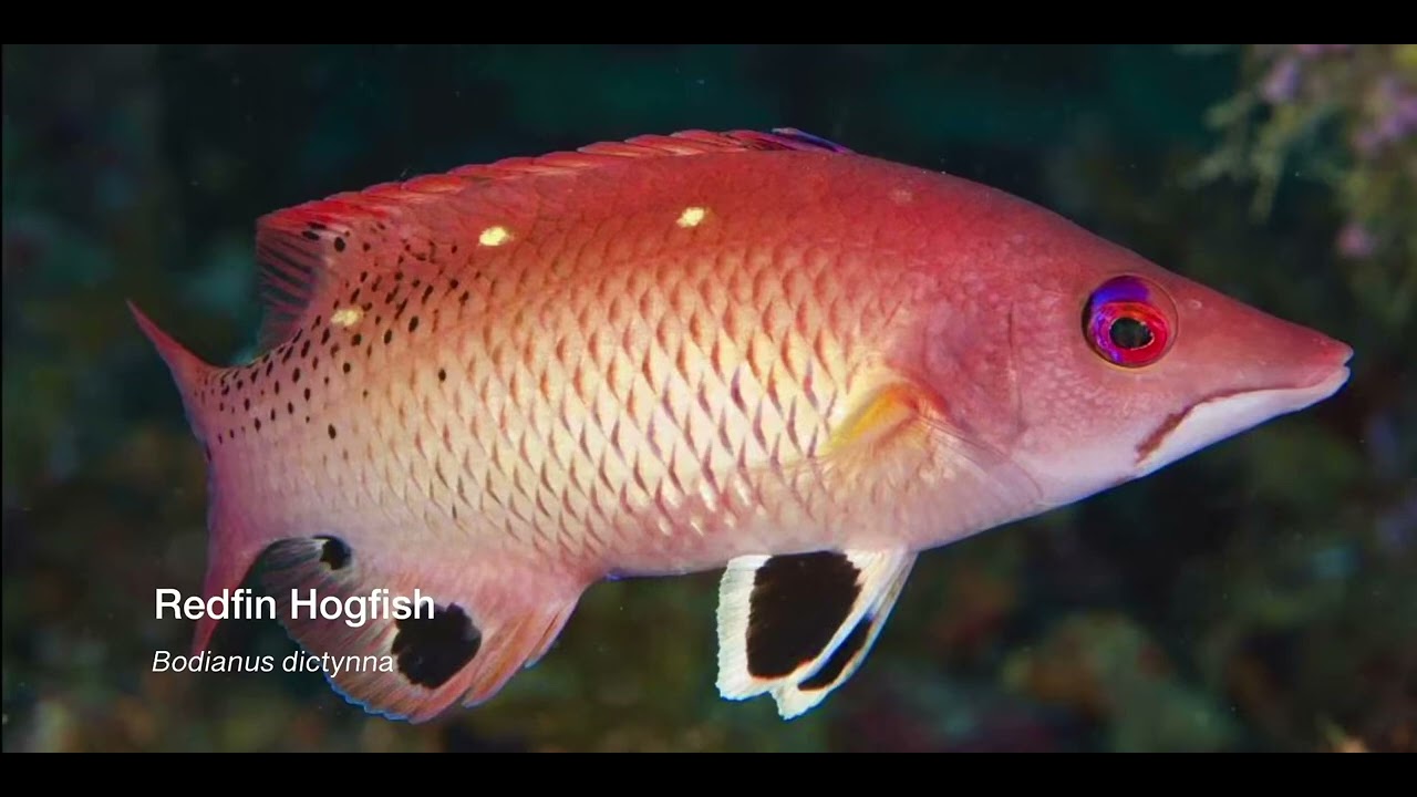 9 Wrasse D
