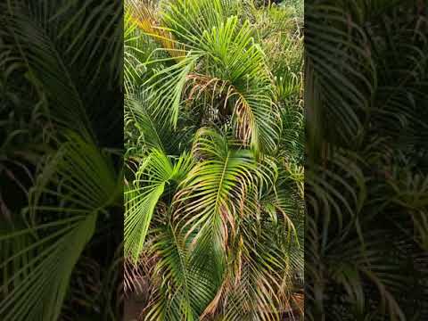 Karan Singh ???? 50 ?? ???