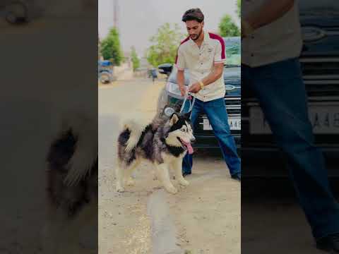 🦮🙆‍♂️ #davindernirman #trending #viralvideo