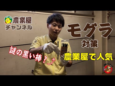 モグラを追い払うモグラ草