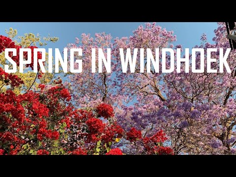 SPRING IN WINDHOEK JACARANDA TREES BLOOMING IN NAMIBIA | ВЕСНА И ЦВЕТЕНИЕ ДЖАКАРАНДЫ ВИНДХУК НАМИБИЯ