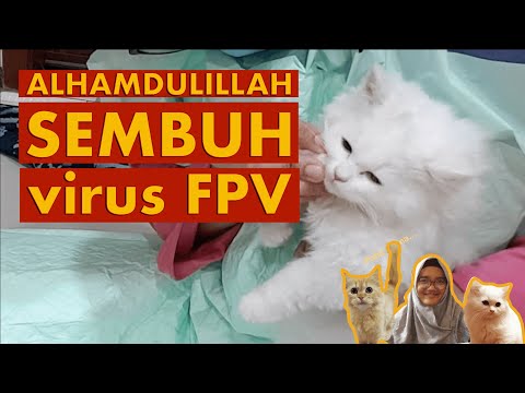 Cara Mengobati Kucing Yang Terkena Virus - Obat Kucing Virus Panleukopenia,Awas‼️Virus Mematikan