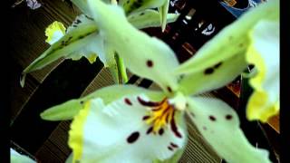 ORCHIDLAND IN VOLCANO, HAWAII