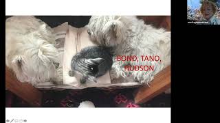 Sintiencia animal como concepto jurídico