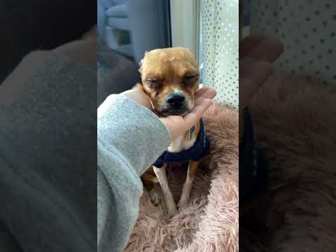 Bella, an adopted Chihuahua in New York, NY_image-1